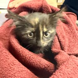Shelter Stray Female Cat last seen , 1244 N Delsea Dr, Vineland, NJ 08360, USA