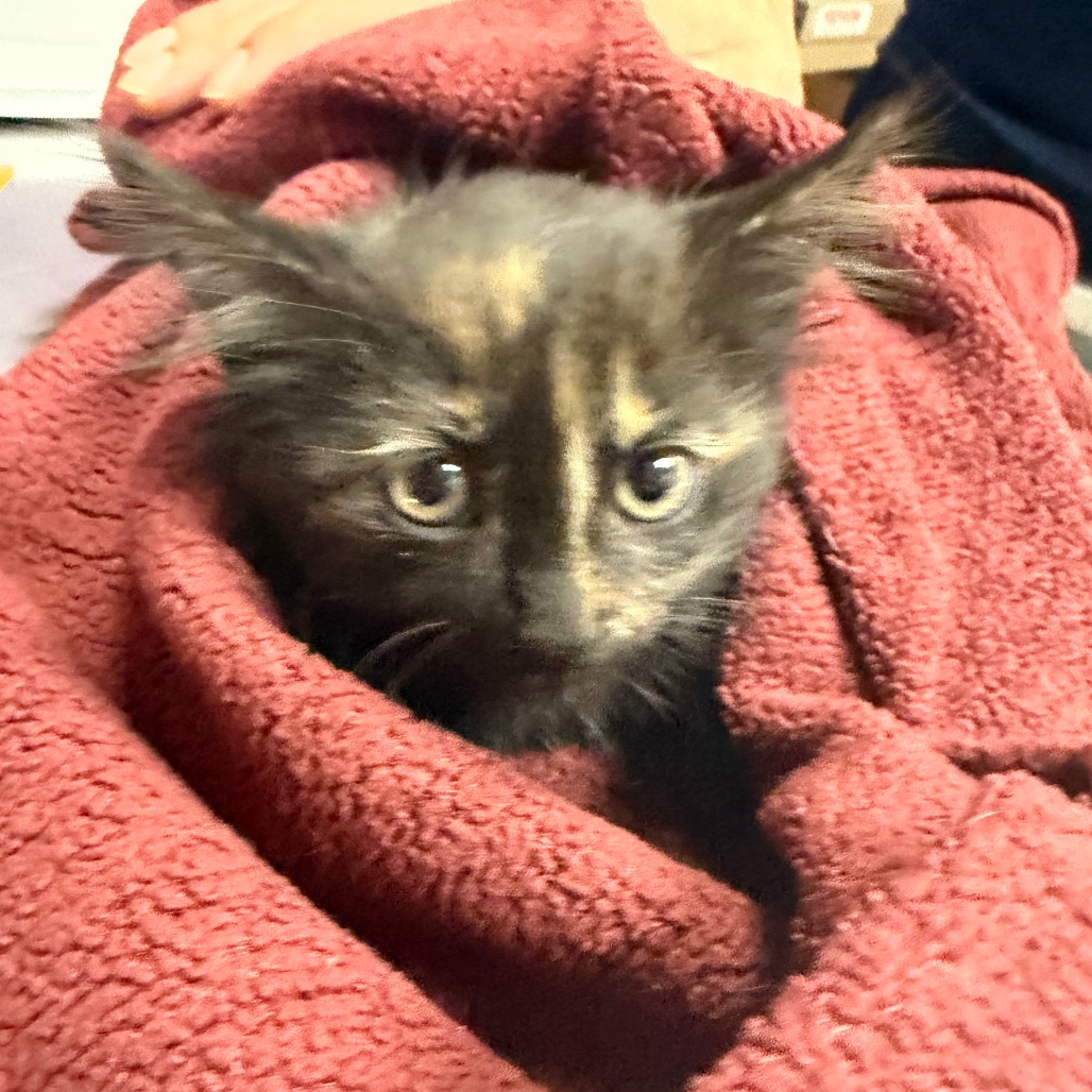 Shelter Stray Female Cat last seen , 1244 N Delsea Dr, Vineland, NJ 08360, USA