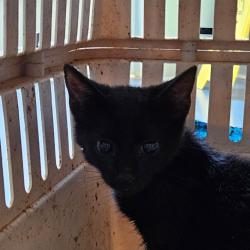 Shelter Stray Unknown Cat last seen , 980 Guilford College Rd, Greensboro, NC 27409, USA
