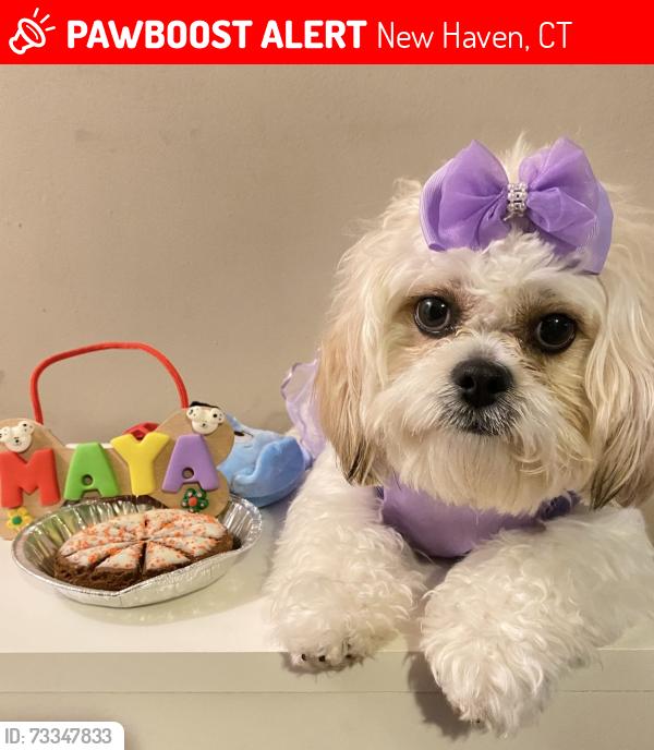 Lost Female Dog last seen quinnipiac av, New Haven, CT 06513