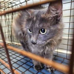 Shelter Stray Unknown Cat last seen , 980 Guilford College Rd, Greensboro, NC 27409, USA