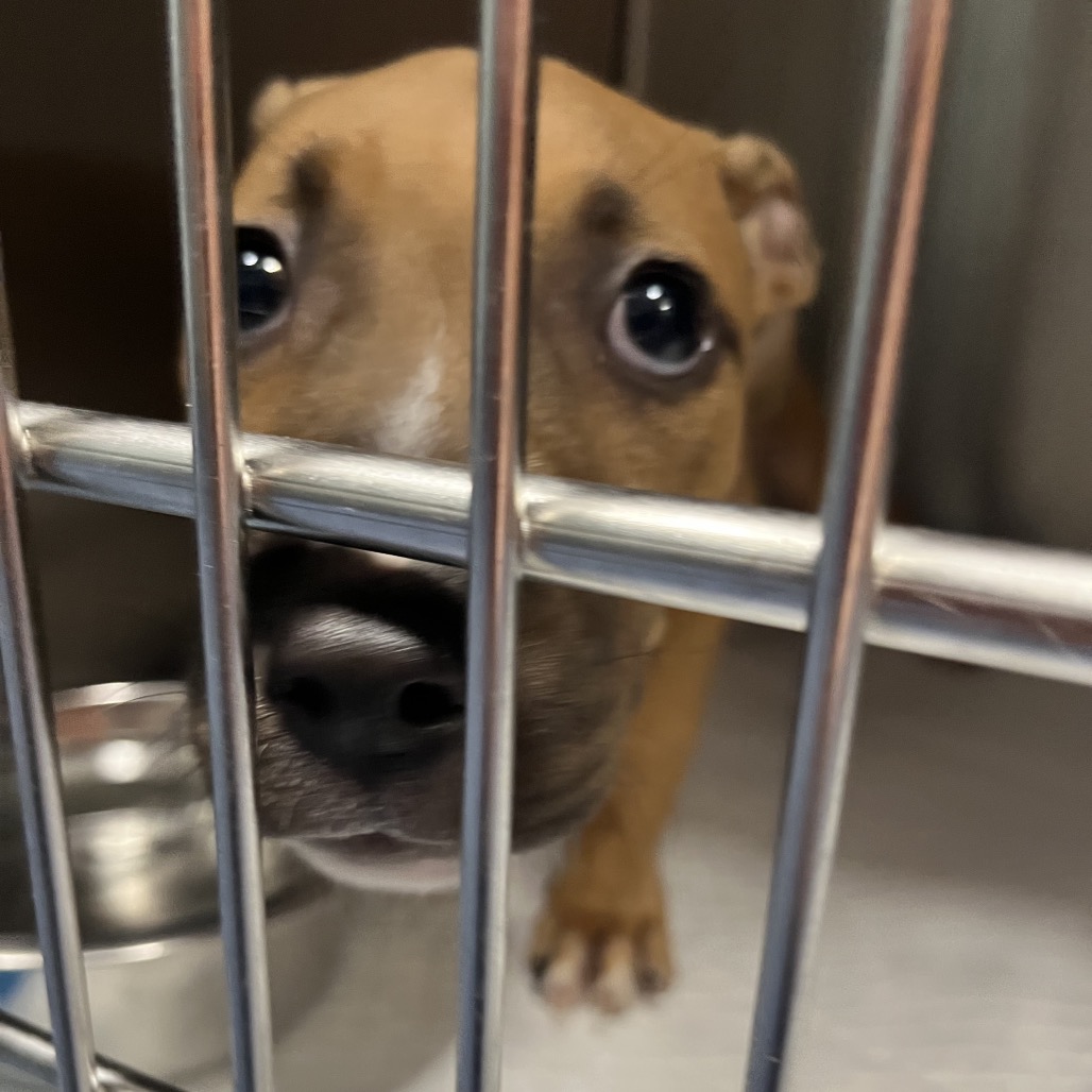 Shelter Stray Female Dog last seen , 980 Guilford College Rd, Greensboro, NC 27409, USA
