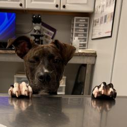 Shelter Stray Female Dog last seen , 328 Furman Hall Rd, Greenville, SC 29609, USA