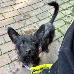 Shelter Stray Male Dog last seen , Animal Care & Control Team of Philly, 111 W Hunting Park Ave, Philadelphia, PA 19140, USA