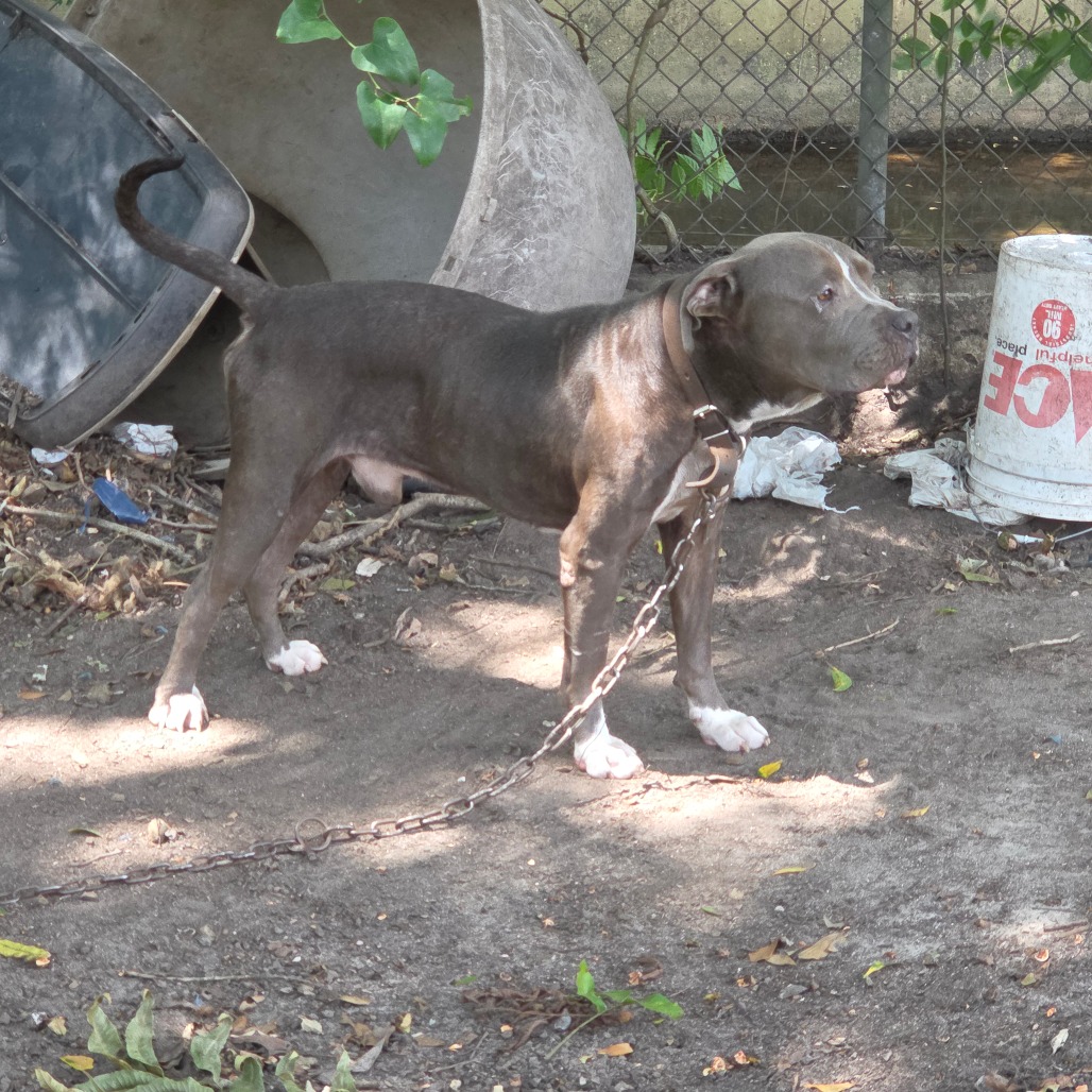 Shelter Stray Male Dog last seen , 4900 Milgen Rd, Columbus, GA 31907, USA