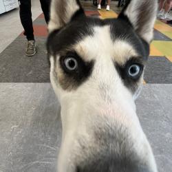 Shelter Stray Male Dog last seen , Animal Care & Control Team of Philly, 111 W Hunting Park Ave, Philadelphia, PA 19140, USA
