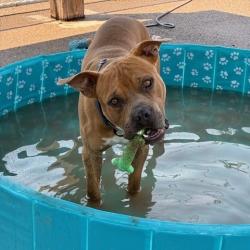 Shelter Stray Male Dog last seen , 1500 Idalia Rd NE, Bernalillo, NM 87004, USA