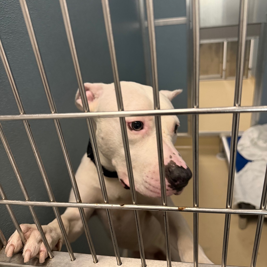 Shelter Stray Male Dog last seen , Animal Care & Control Team of Philly, 111 W Hunting Park Ave, Philadelphia, PA 19140, USA