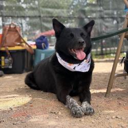 Shelter Stray Male Dog last seen , 1500 Idalia Rd NE, Bernalillo, NM 87004, USA