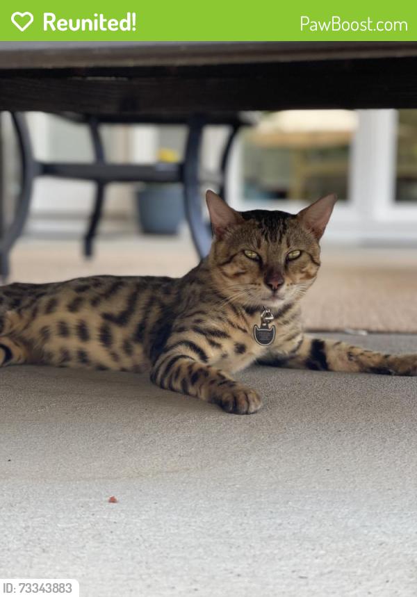 Reunited Male Cat last seen Seen on Sentry Ct and Meadowhill, Murfreesboro, TN 37130