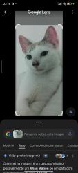Lost Male Cat last seen Próximo ao bar do Silvio, Jardim Helga, SP 05794-400