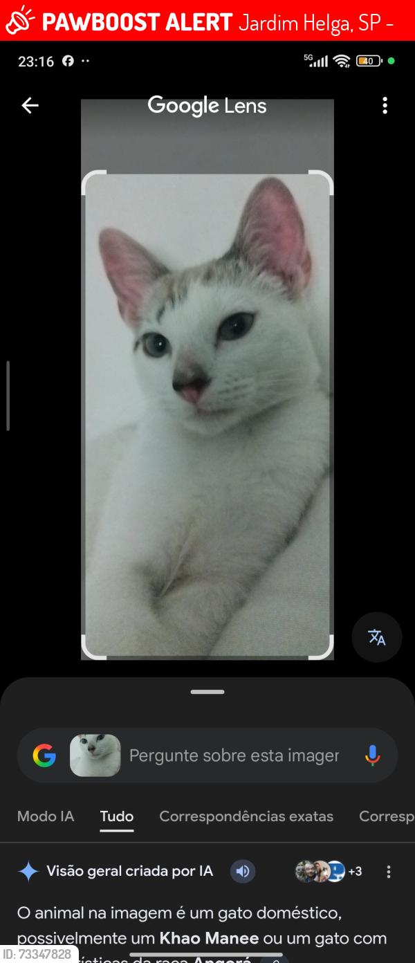 Lost Male Cat last seen Próximo ao bar do Silvio, Jardim Helga, SP 05794-400