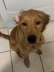 Reunited Female Dog last seen Holiday Ln, North Richland Hills, TX, USA, North Richland Hills, TX 76180