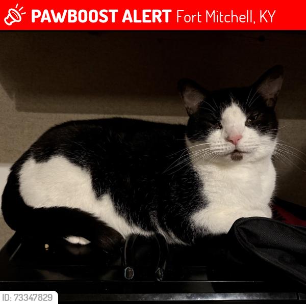 Lost Male Cat last seen Near Venus Way, Fort Mitchell, KY 41017