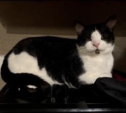 Lost Male Cat last seen Near Venus Way, Fort Mitchell, KY 41017