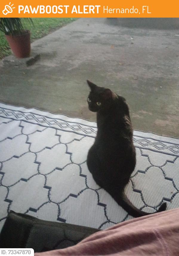 Found/Stray Male Cat last seen Hernando citrus county, Hernando, FL 34442