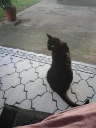 Found/Stray Male Cat last seen Hernando citrus county, Hernando, FL 34442