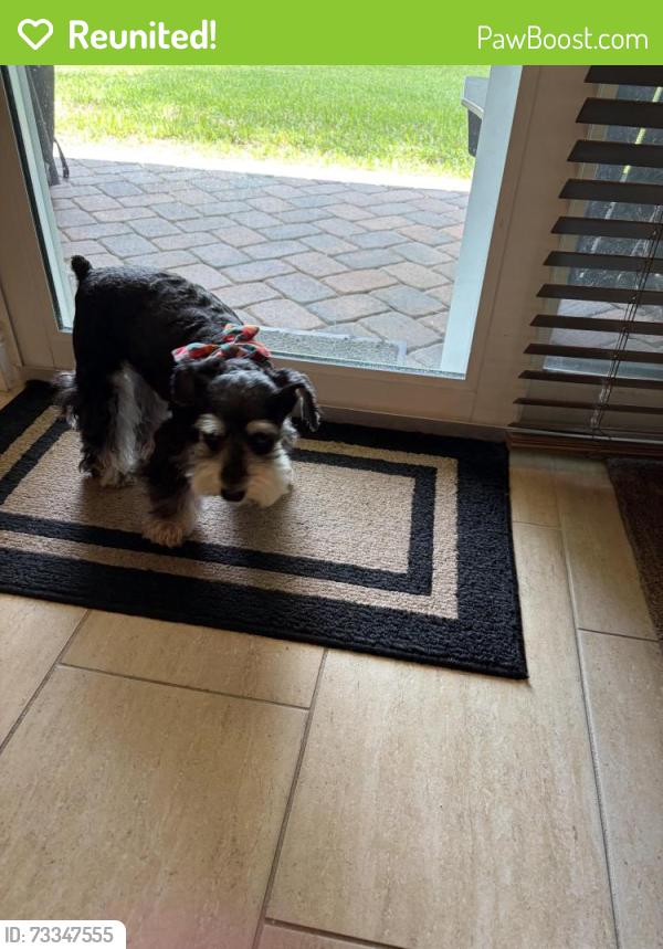 Reunited Female Dog last seen Heron Bay, Coral Springs, FL 33076