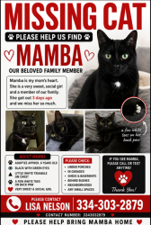Reunited Female Cat last seen Lowell Woods Community, Lowell, NC 28098