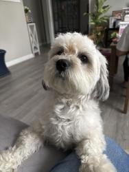 Found/Stray Female Dog last seen Old line Ave Laurel MD, Laurel, MD 20724