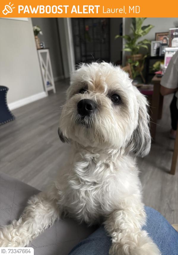 Found/Stray Female Dog last seen Old line Ave Laurel MD, Laurel, MD 20724