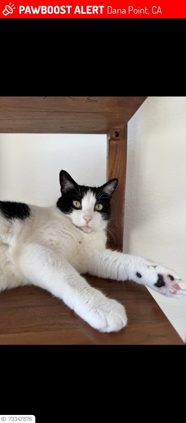Lost Female Cat last seen Golden Lantern and Camino Del Avion, Dana Point, CA 92629