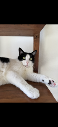Lost Female Cat last seen Golden Lantern and Camino Del Avion, Dana Point, CA 92629