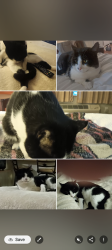 Lost Male Cat last seen Main Street, Tullytown, PA 19007