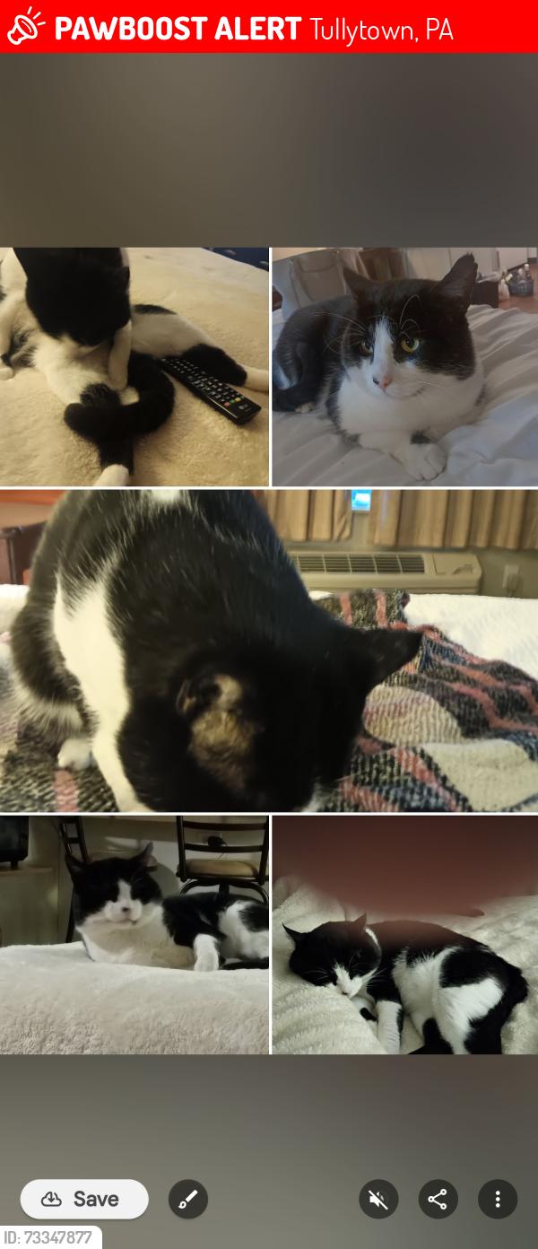 Lost Male Cat last seen Main Street, Tullytown, PA 19007