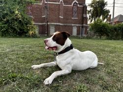 Lost Male Dog last seen Grand River, Detroit, MI 48204