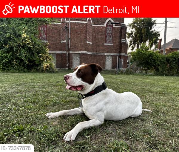 Lost Male Dog last seen Grand River, Detroit, MI 48204