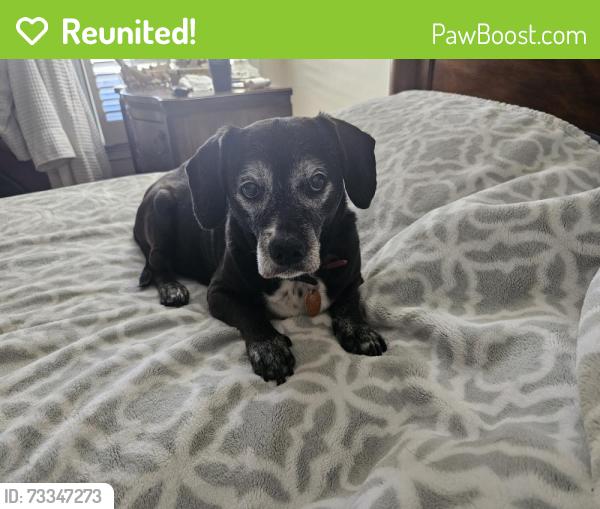 Reunited Male Dog last seen Walnut Grove, Memphis, TN 38018