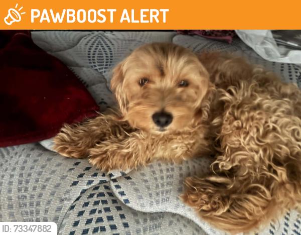 Found/Stray Female Dog last seen Roswell & Mission MONTCLAIR/POMONA, San Bernardino County, CA 91766