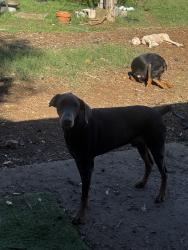 Reunited Male Dog last seen Jones rd menchaca, Austin, TX 78745