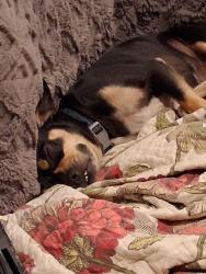 Lost Male Dog last seen Imola ave, Napa, CA 94559