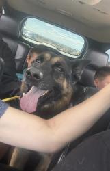 Reunited Male Dog last seen 144th and Colorado, Thornton, CO 80602
