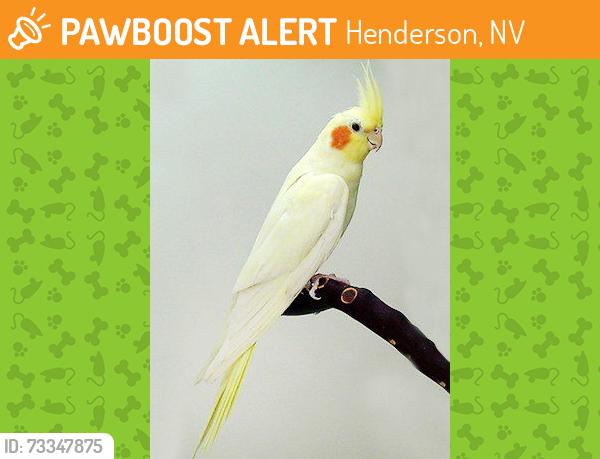 Found/Stray Unknown Bird last seen Near & Stephanie, Henderson NV, Henderson, NV 89012