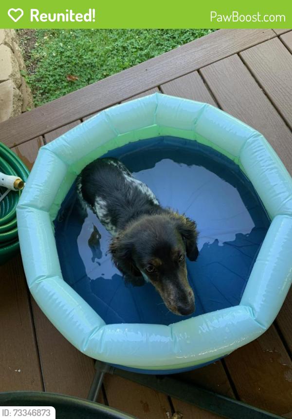 Reunited Female Dog last seen Burdick st, Kalamazoo, MI 49001