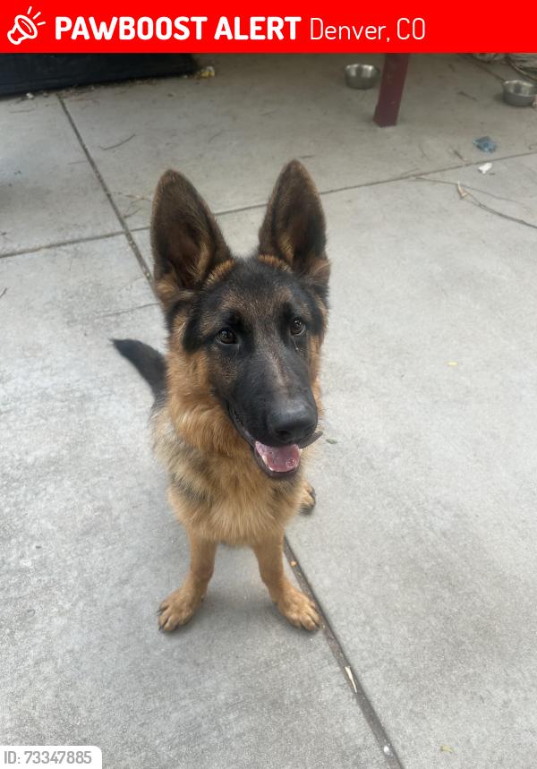 Lost Male Dog last seen 47th and Andrew’s, Denver, CO 80239