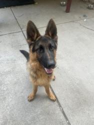 Lost Male Dog last seen 47th and Andrew’s, Denver, CO 80239