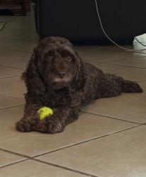 Reunited Female Dog last seen Near N Hawley St Eustis, FL 32726 United States, Eustis, FL 32726