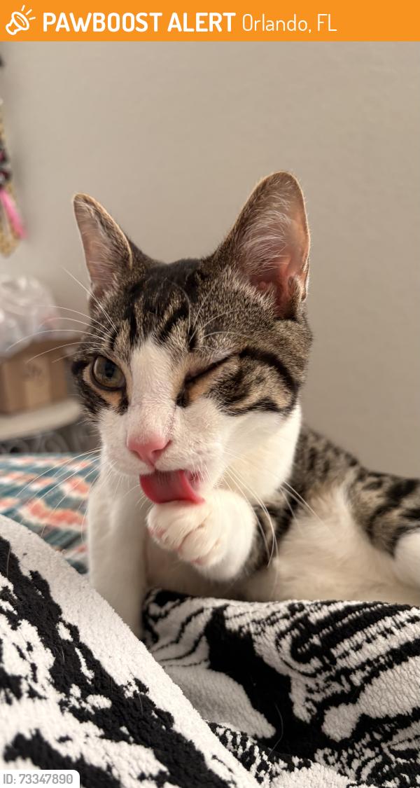 Found/Stray Male Cat last seen apmt stair, Orlando, FL 32810