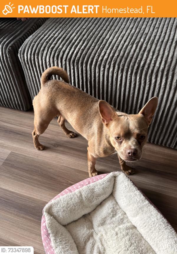 Found/Stray Female Dog last seen 28501–28537 SW 148th AveHomestead, FL 33033United States, Homestead, FL 33033