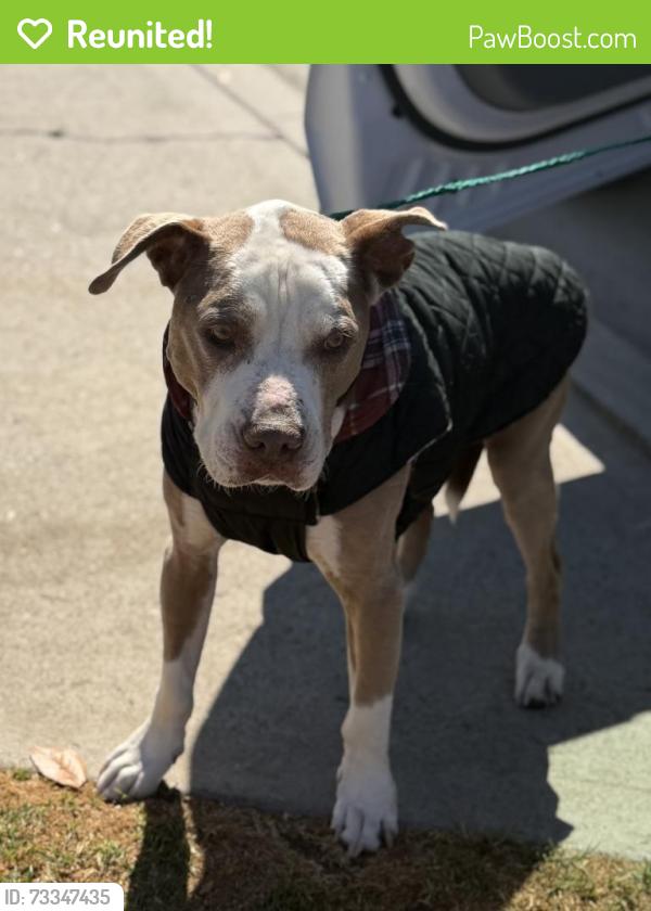 Reunited Male Dog last seen 10th St, Hermosa Beach, CA 90254