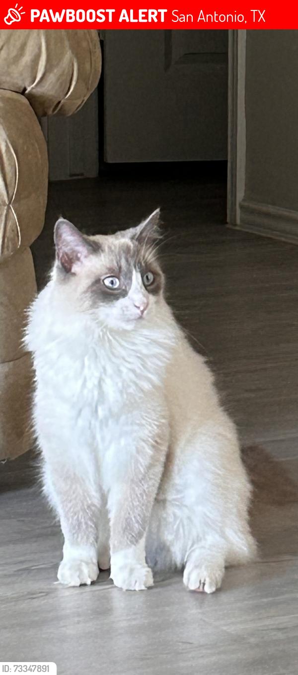 Lost Male Cat last seen Rousseau, San Antonio, TX 78245
