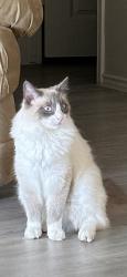 Lost Male Cat last seen Rousseau, San Antonio, TX 78245
