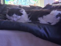 Reunited Male Cat last seen Rolling and Overlook, Greensboro, NC 27403