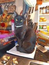 Lost Female Cat last seen Rockwell -Regal, Spokane, WA 99223