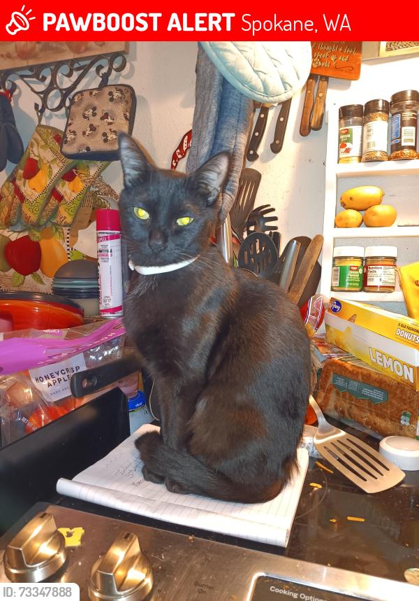 Lost Female Cat last seen Rockwell -Regal, Spokane, WA 99223