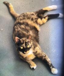 Reunited Female Cat last seen E Red Robin area, Inverness Highlands South, FL 34452